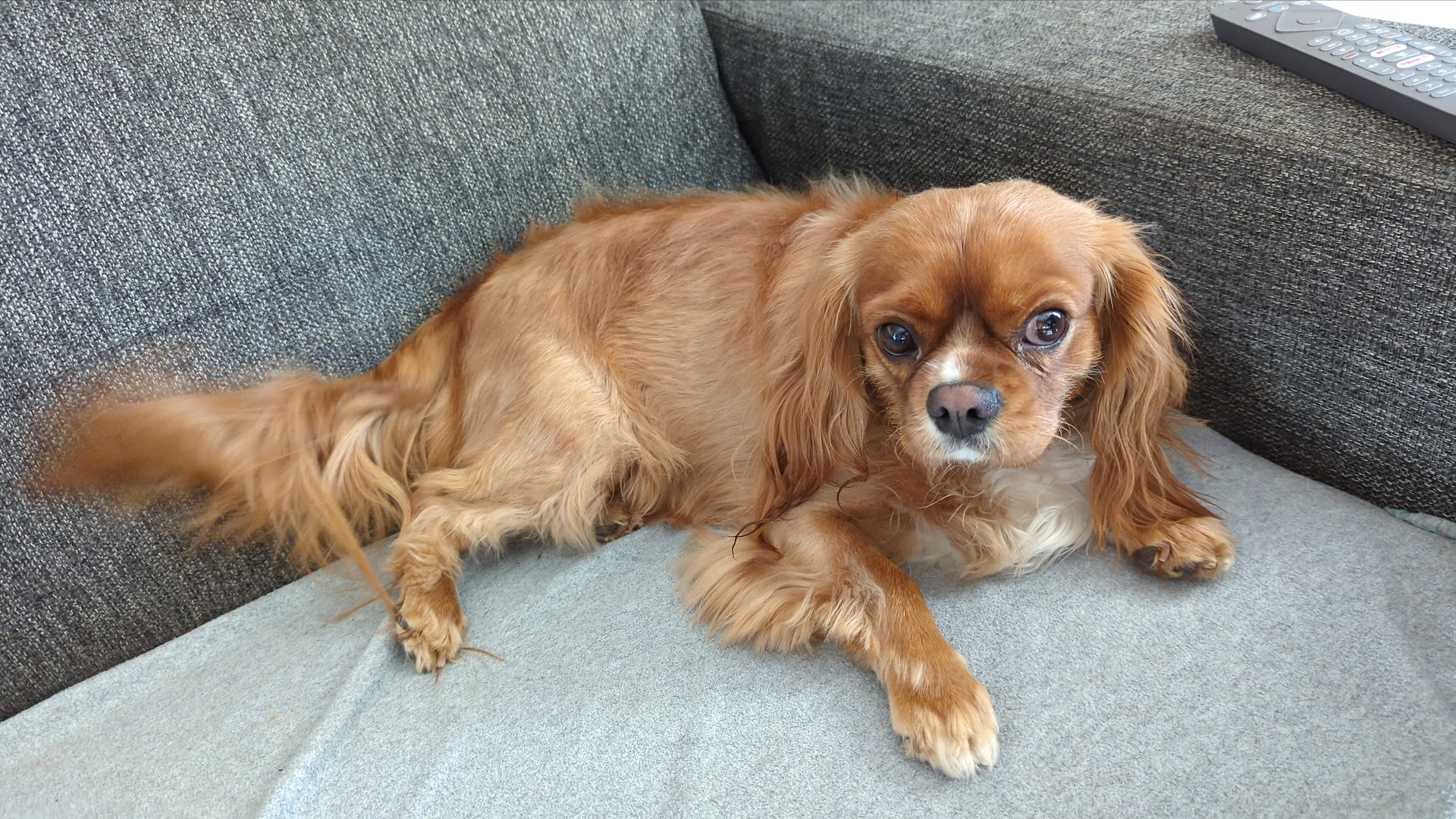 Een mooi getrimde Cavalier King Charles spaniël na een bezoek aan Idéfix Trimsalon