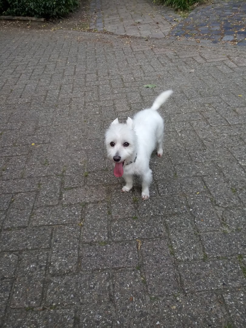 Vrolijke witte hond na het trimmen