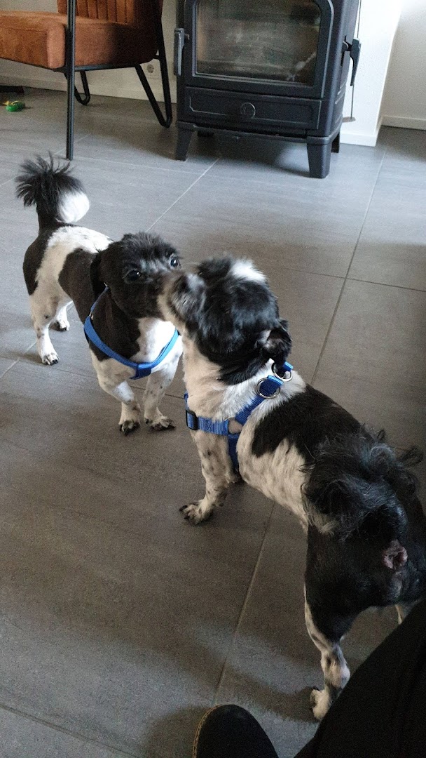 Twee honden in de huiskamer van de salon